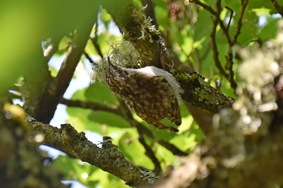 Eurasian Treecreeper - Esme Macpherson