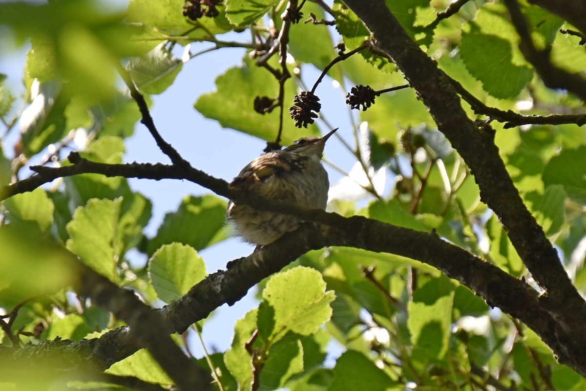 Eurasian Treecreeper - Esme Macpherson