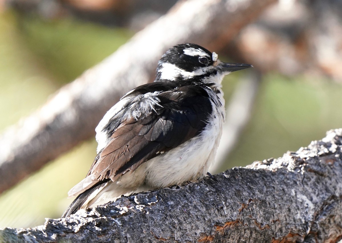 Hairy Woodpecker - Sibylle Hechtel