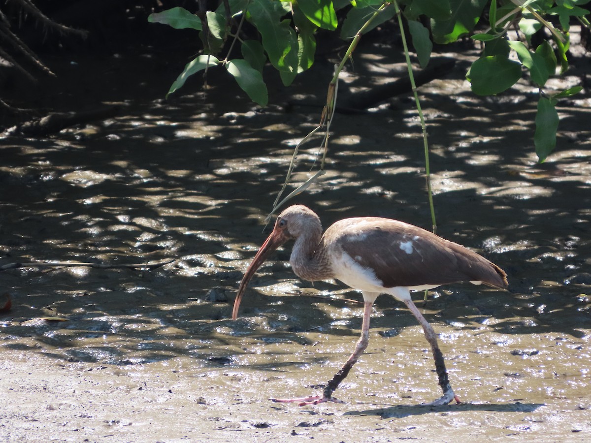 White Ibis - Michelle Browning