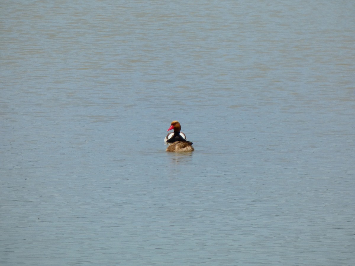 Red-crested Pochard - ML618893752