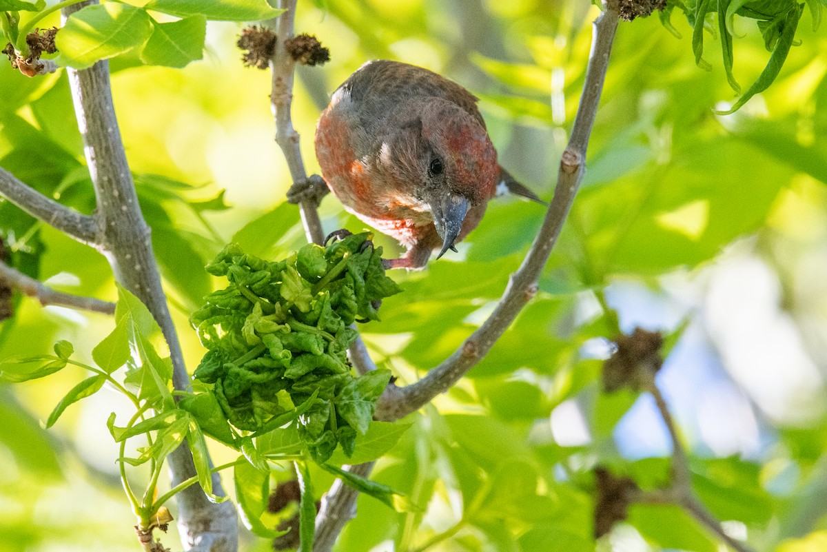 Red Crossbill - Jeff Bleam