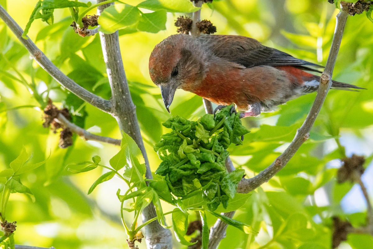 Red Crossbill - Jeff Bleam