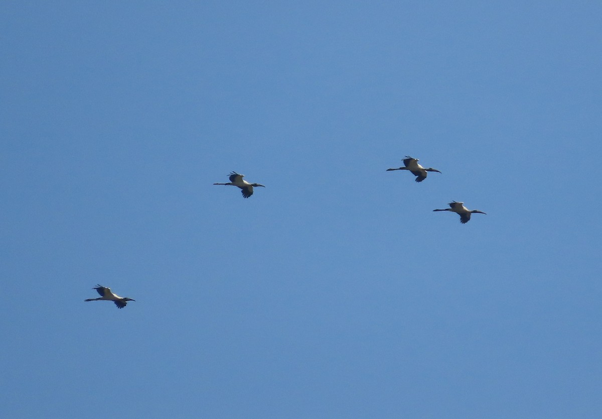 Wood Stork - Michelle Browning