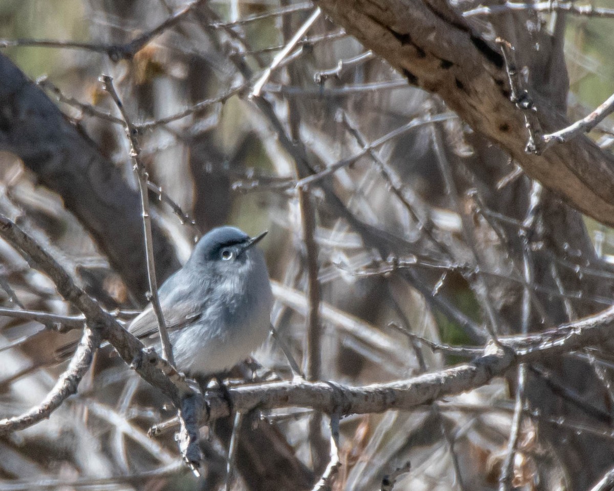 Blue-gray Gnatcatcher - David Sinton