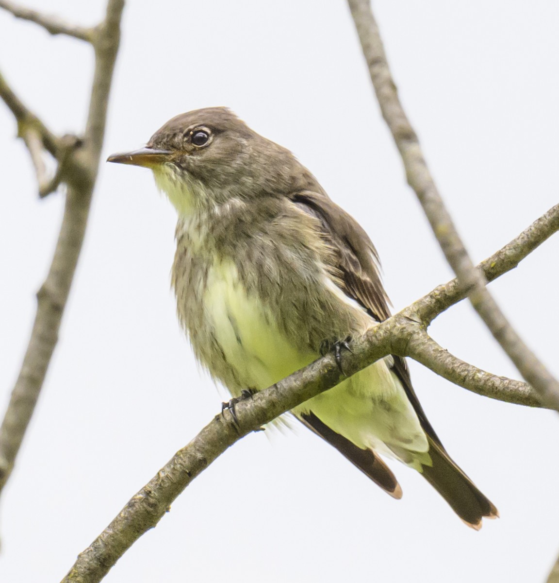 Olive-sided Flycatcher - Jocelyn  Anderson