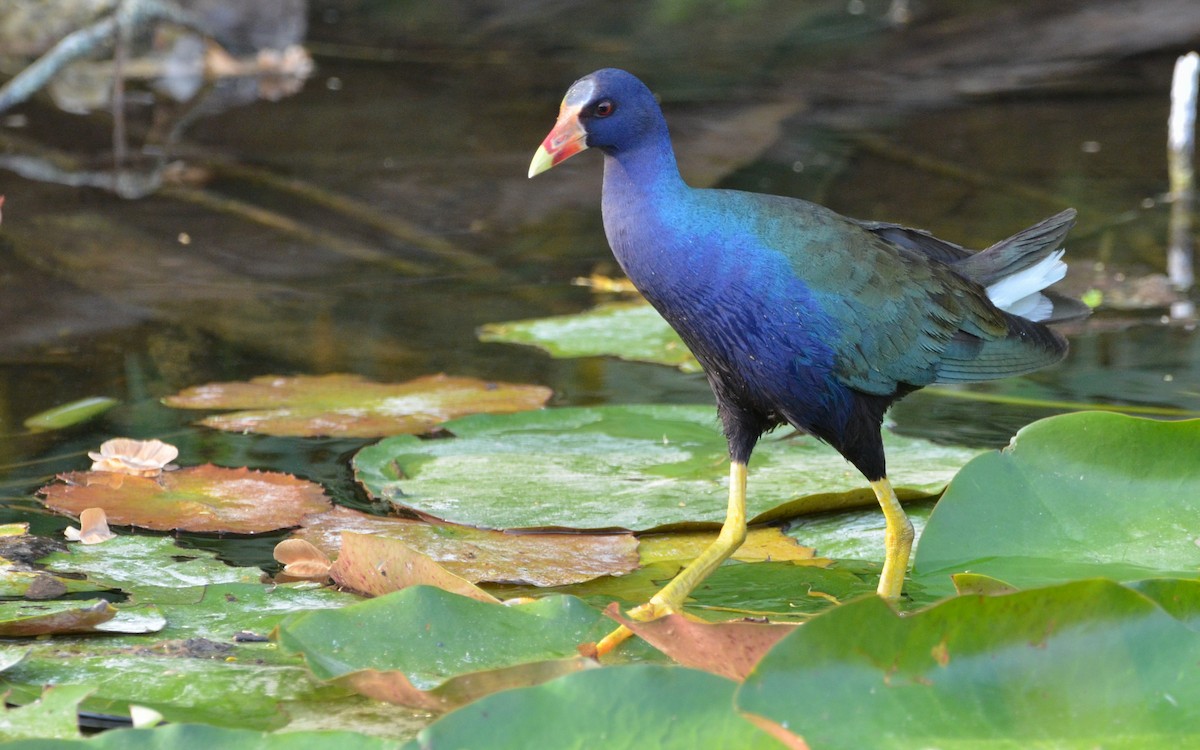 Purple Gallinule - Ramón  Trinchan Guerra