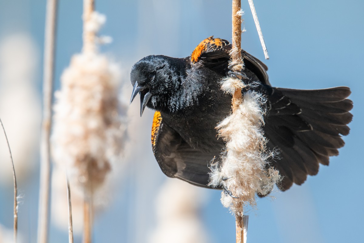 Red-winged Blackbird - Jeff Bleam