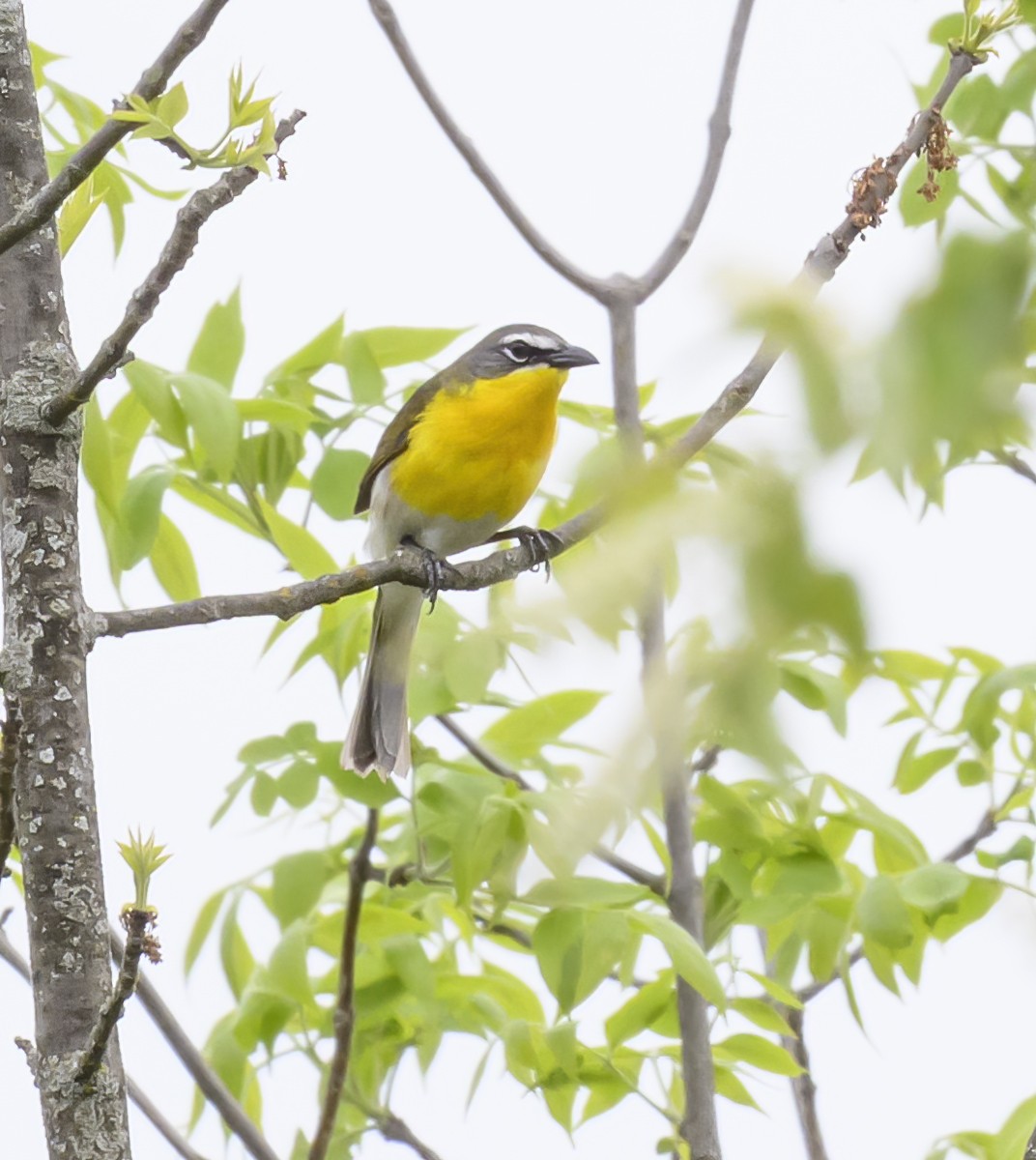 Yellow-breasted Chat - Jocelyn  Anderson