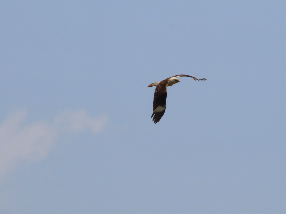 Yellow-headed Caracara - Michelle Browning