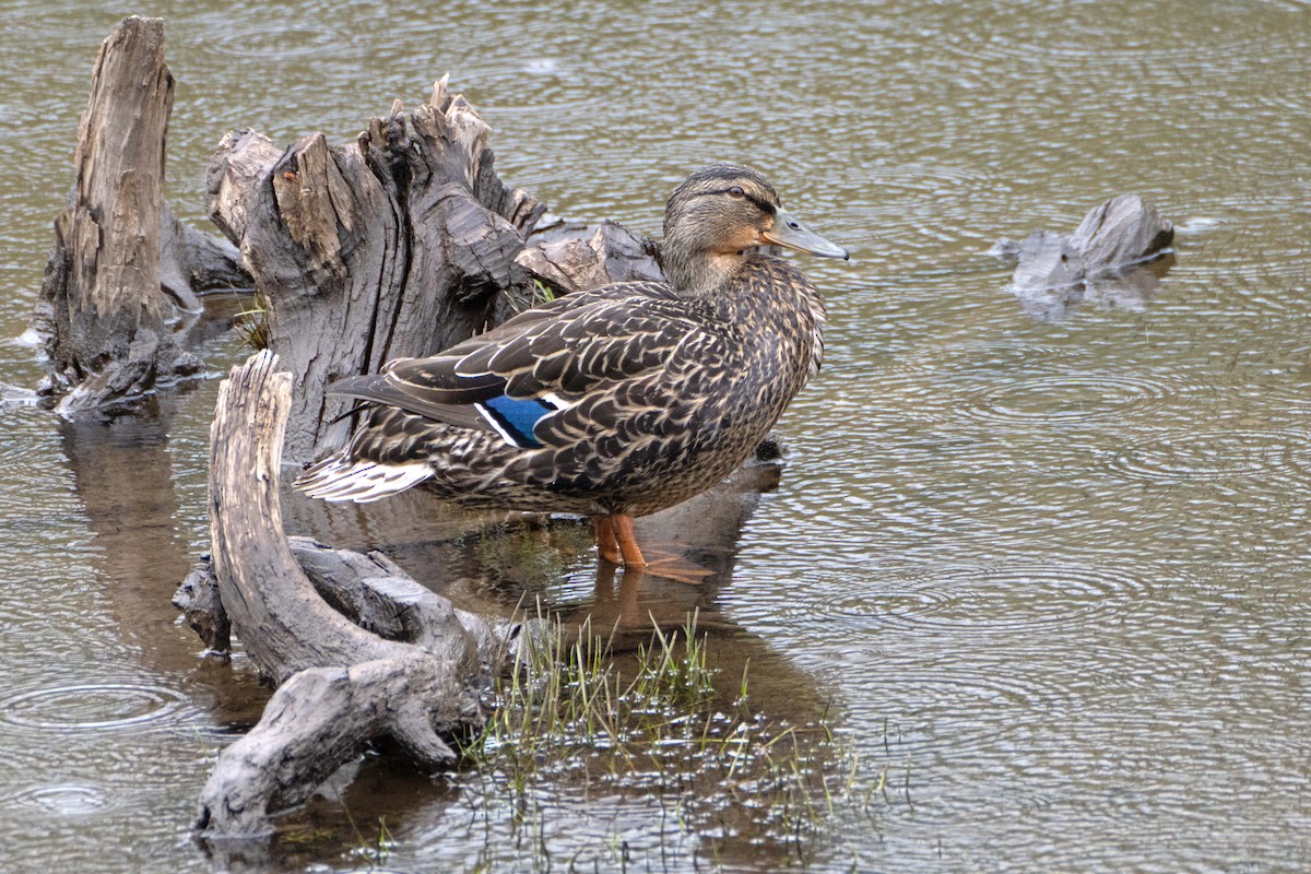 Mallard - ML618893824