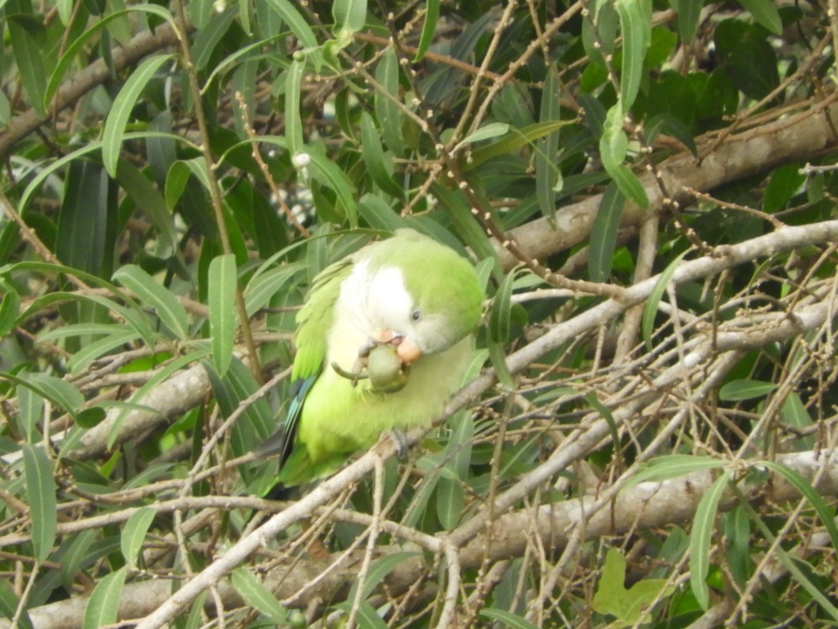 Monk Parakeet - Silvia Enggist