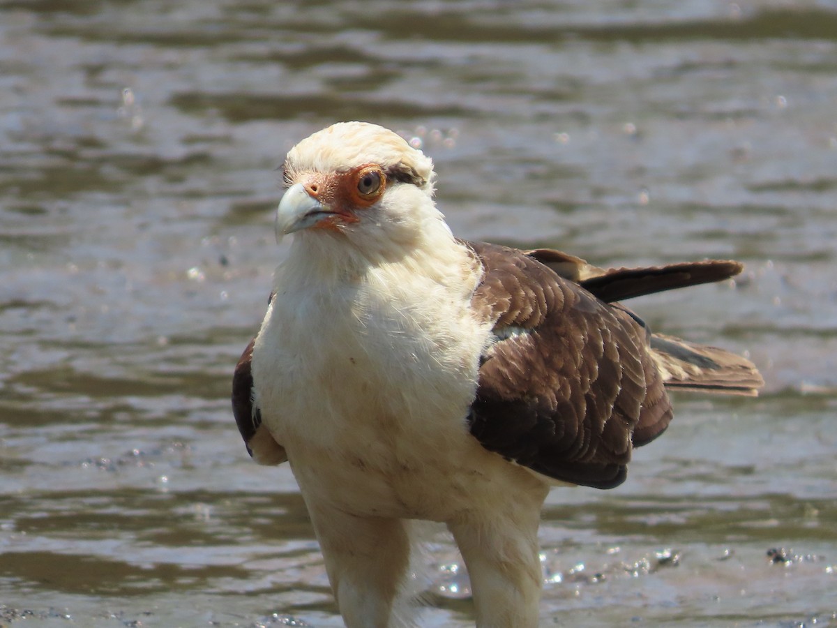 Yellow-headed Caracara - Michelle Browning