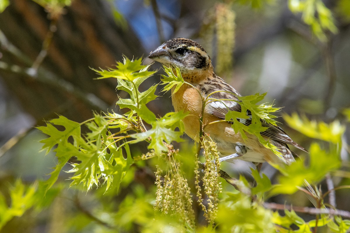 Black-headed Grosbeak - Jeff Bleam