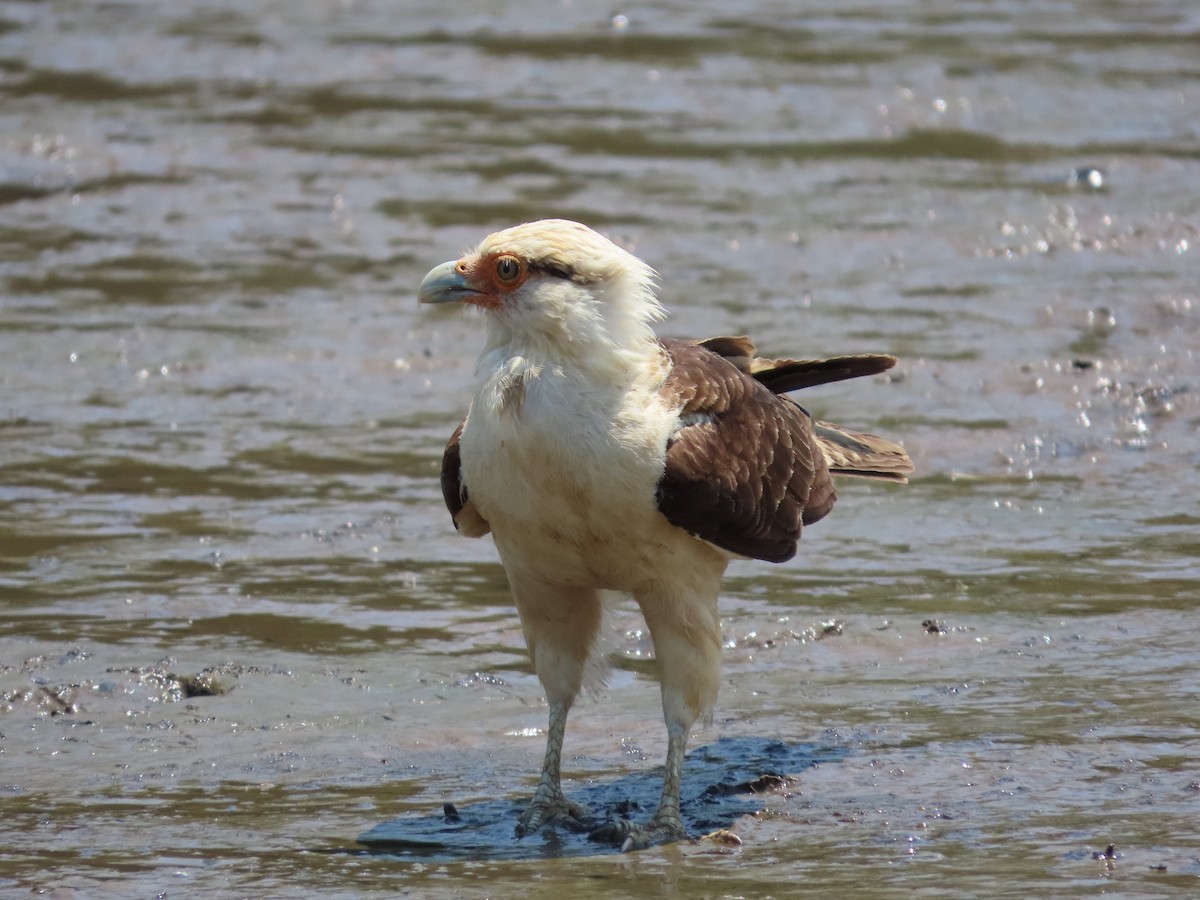 Yellow-headed Caracara - Michelle Browning