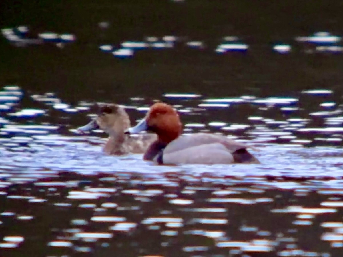 Redhead - Detlef Buettner