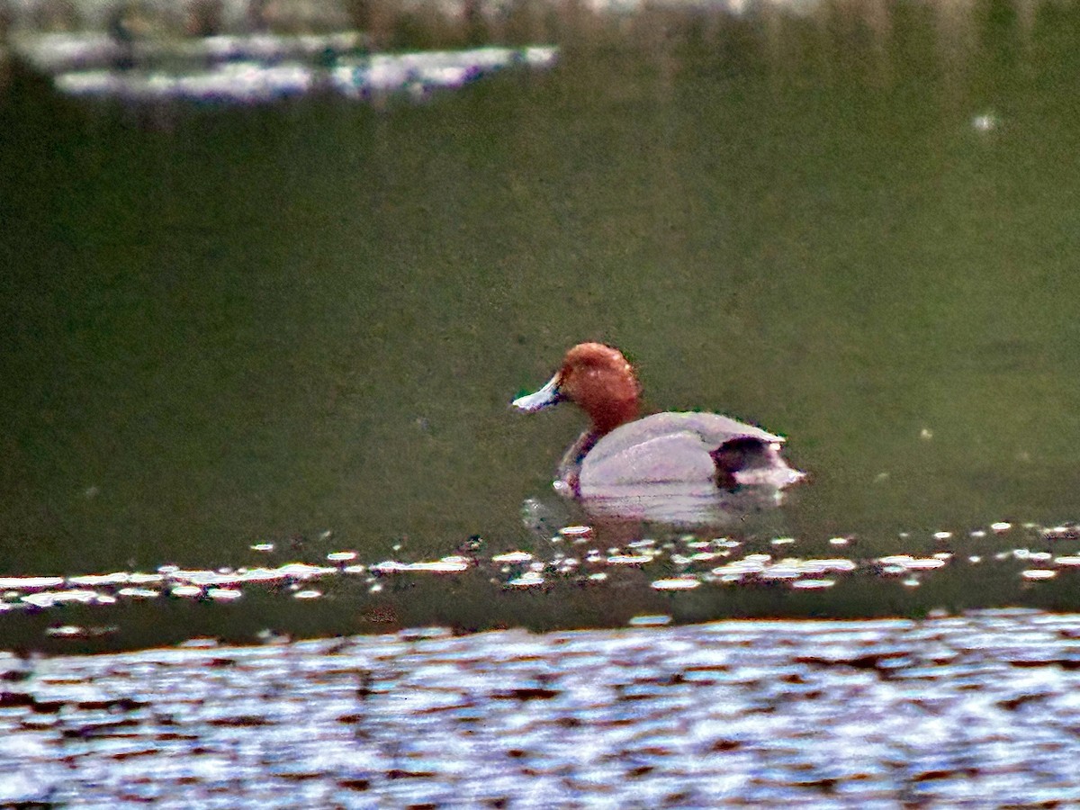 Fuligule à tête rouge - ML618893848