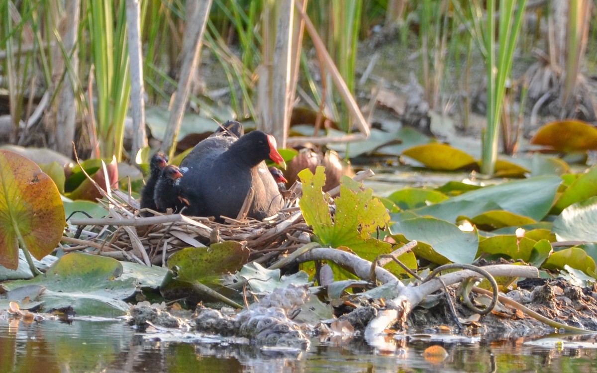 Common Gallinule - Ramón  Trinchan Guerra