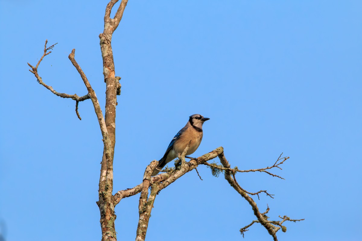 Blue Jay - Enrique Ramon