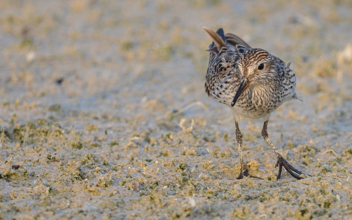 White-rumped Sandpiper - ML618893884