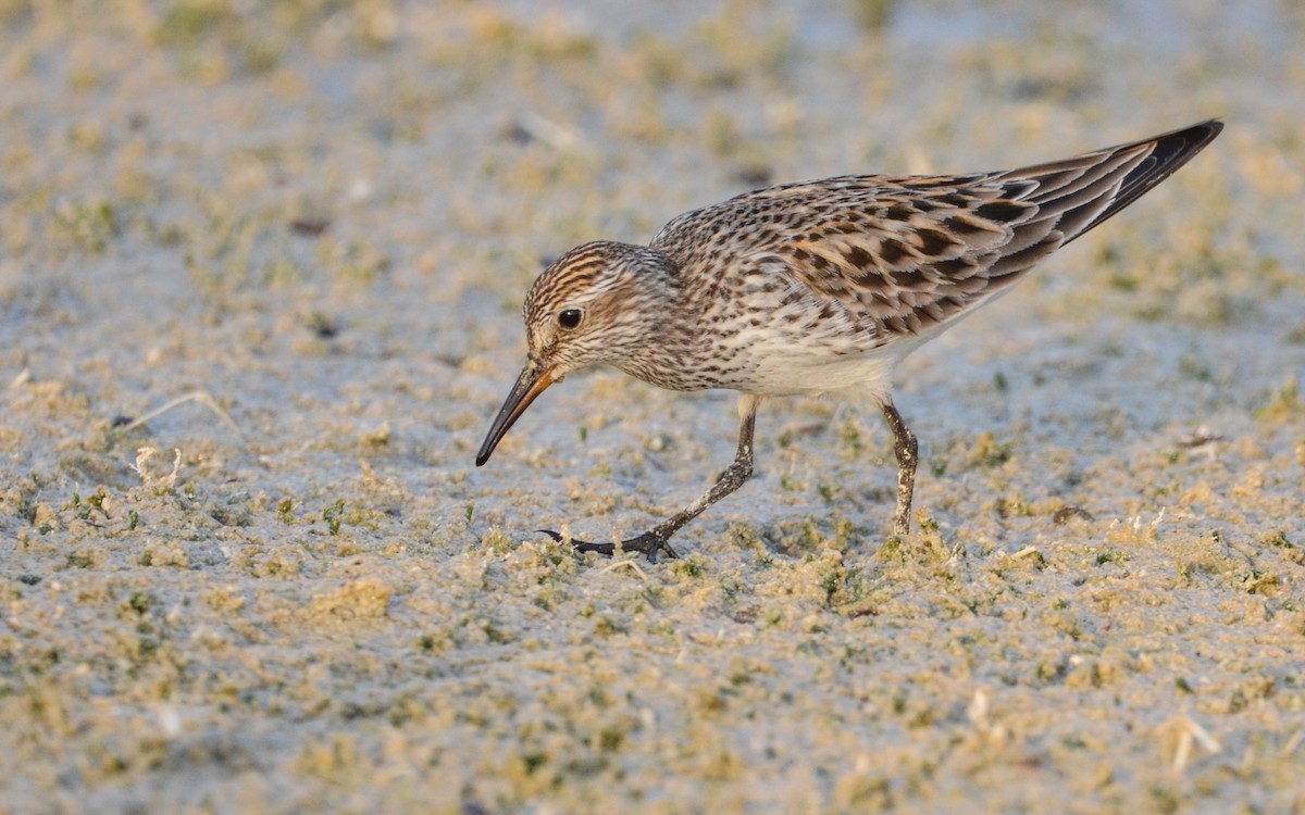 White-rumped Sandpiper - ML618893886