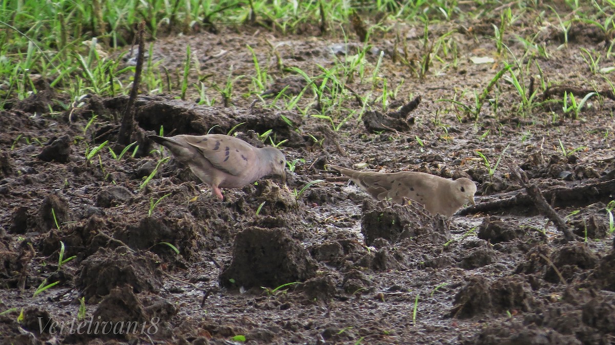 Plain-breasted Ground Dove - Ivan Morales Vertel