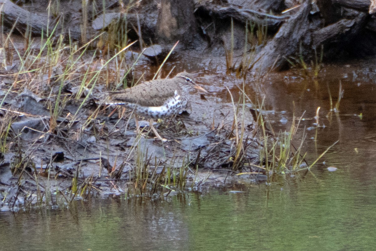 Spotted Sandpiper - ML618893906