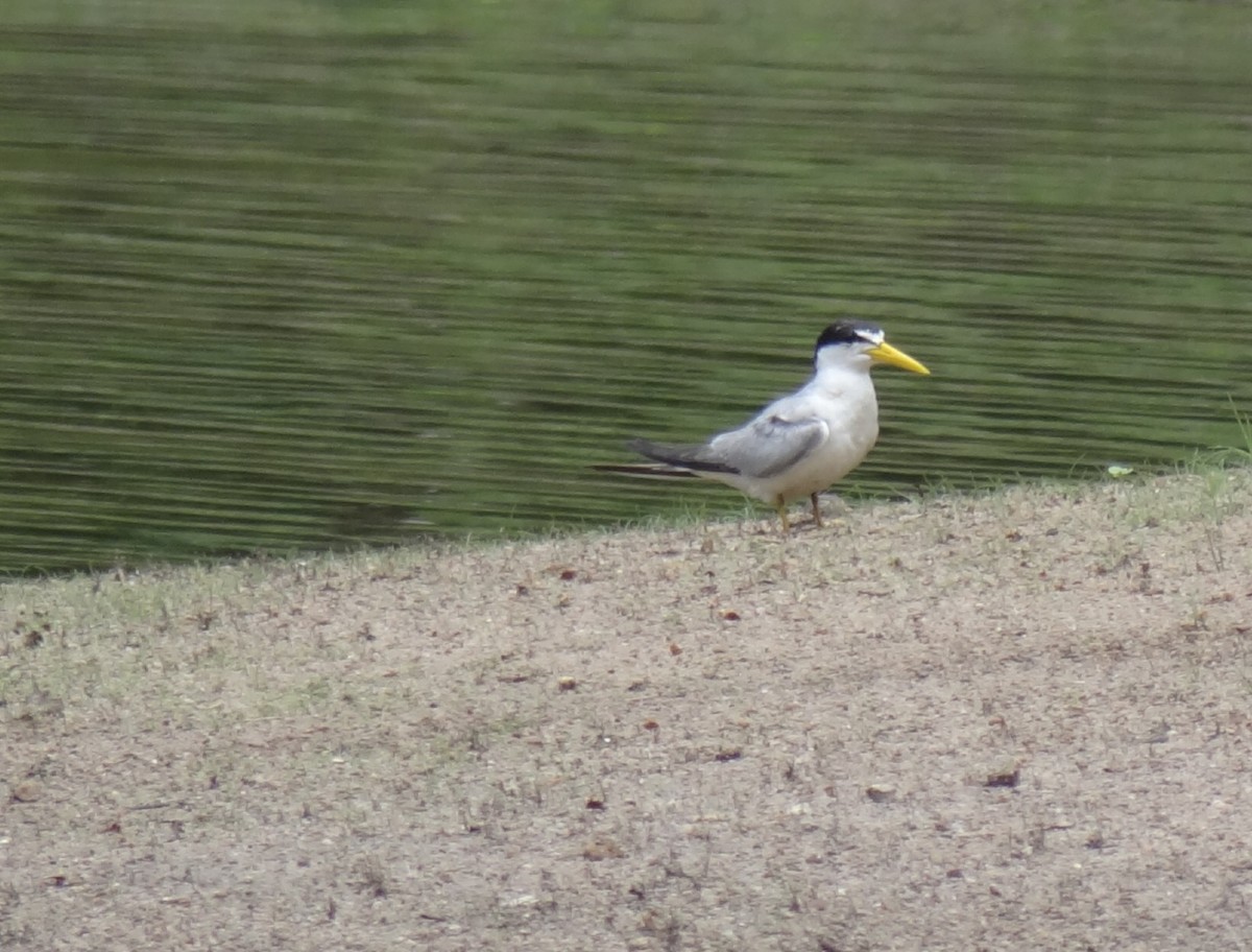 Yellow-billed Tern - Eduardo Correa