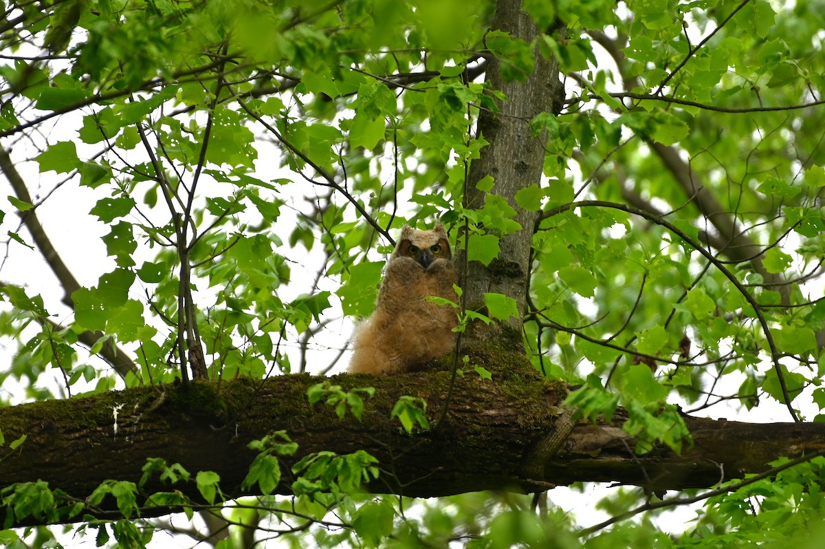 Great Horned Owl - Shelley Funai