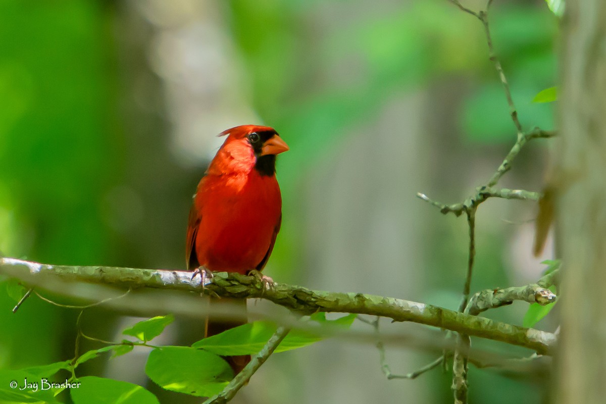 Northern Cardinal - Jay Brasher