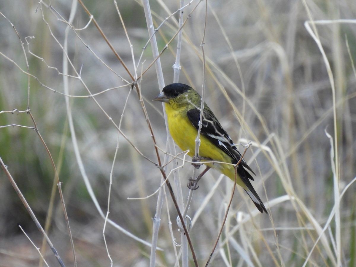 Lesser Goldfinch - ML618893933