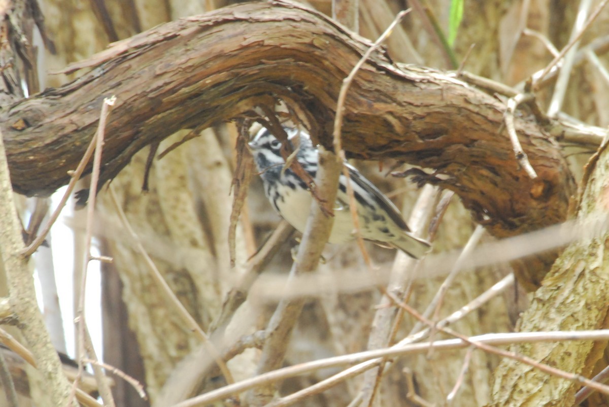 Black-and-white Warbler - roy sorgenfrei