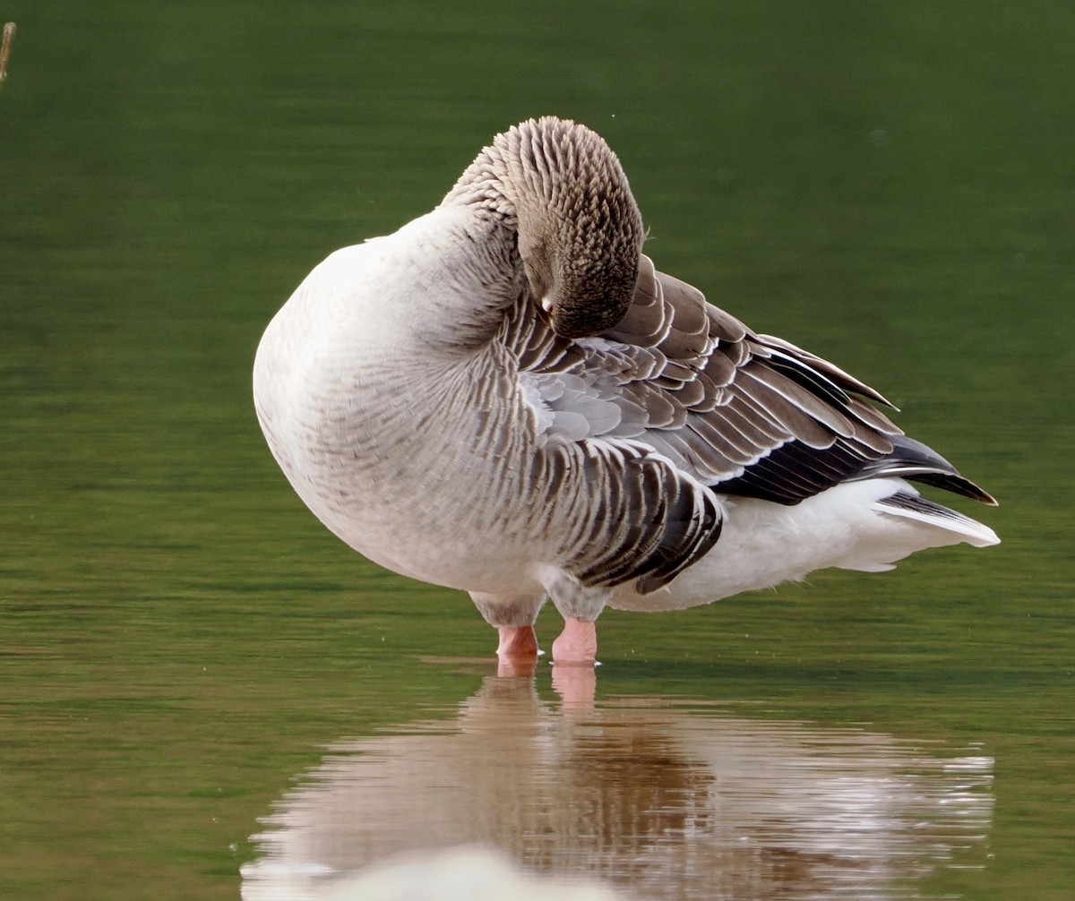 Graylag Goose - ML618893937