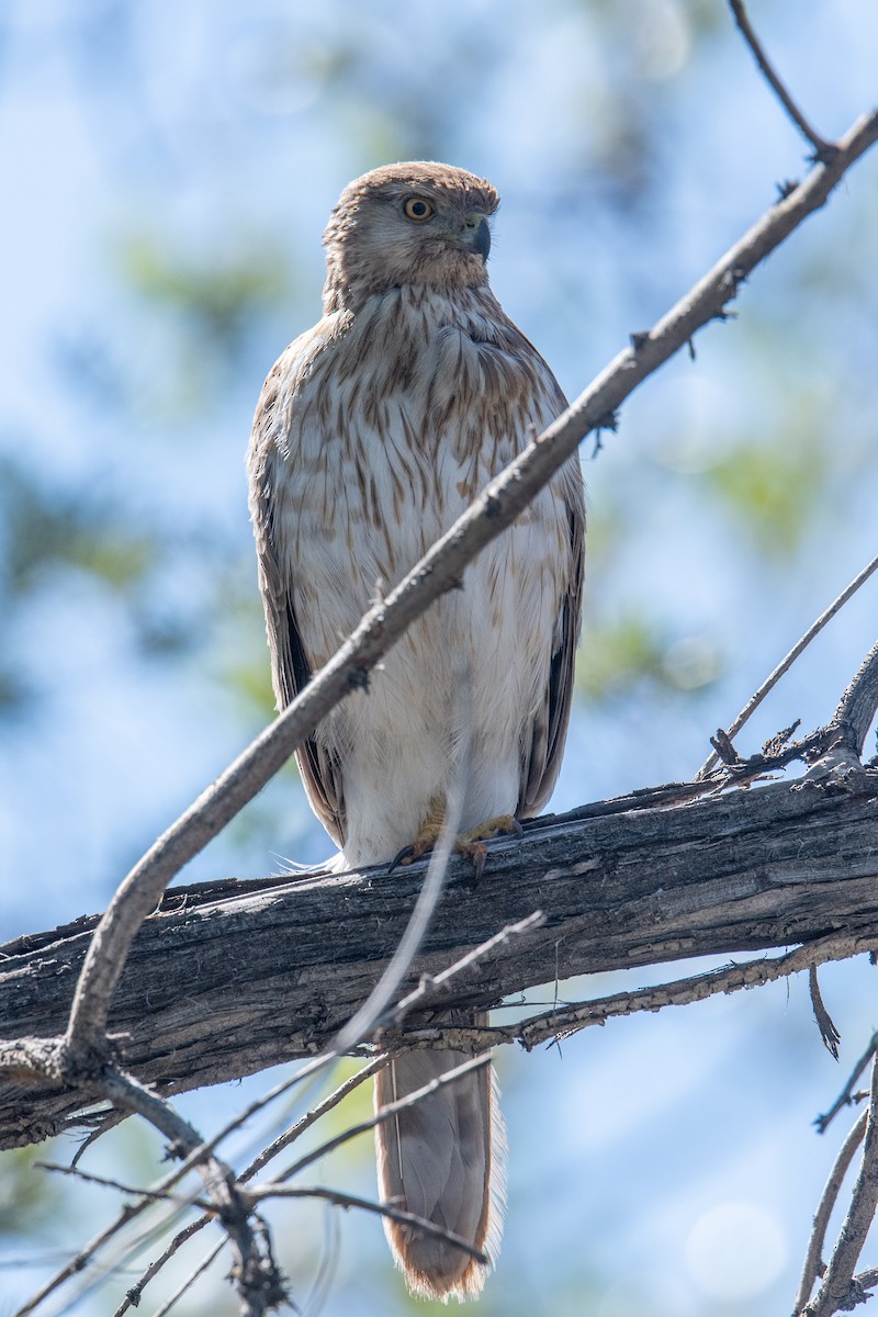 Cooper's Hawk - ML618893945