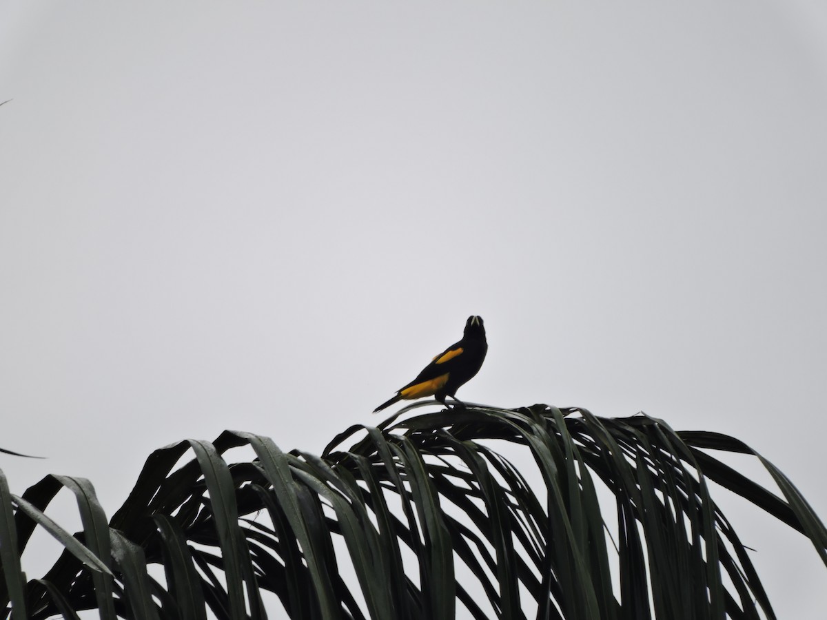 Yellow-rumped Cacique - ML618893952