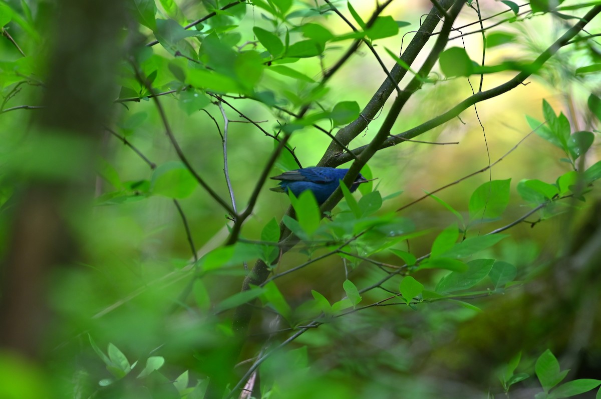 Indigo Bunting - ML618893986