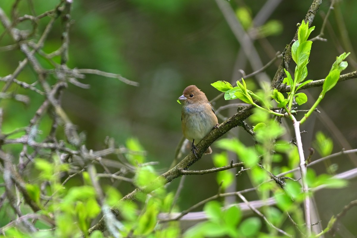 Passerin indigo - ML618893996