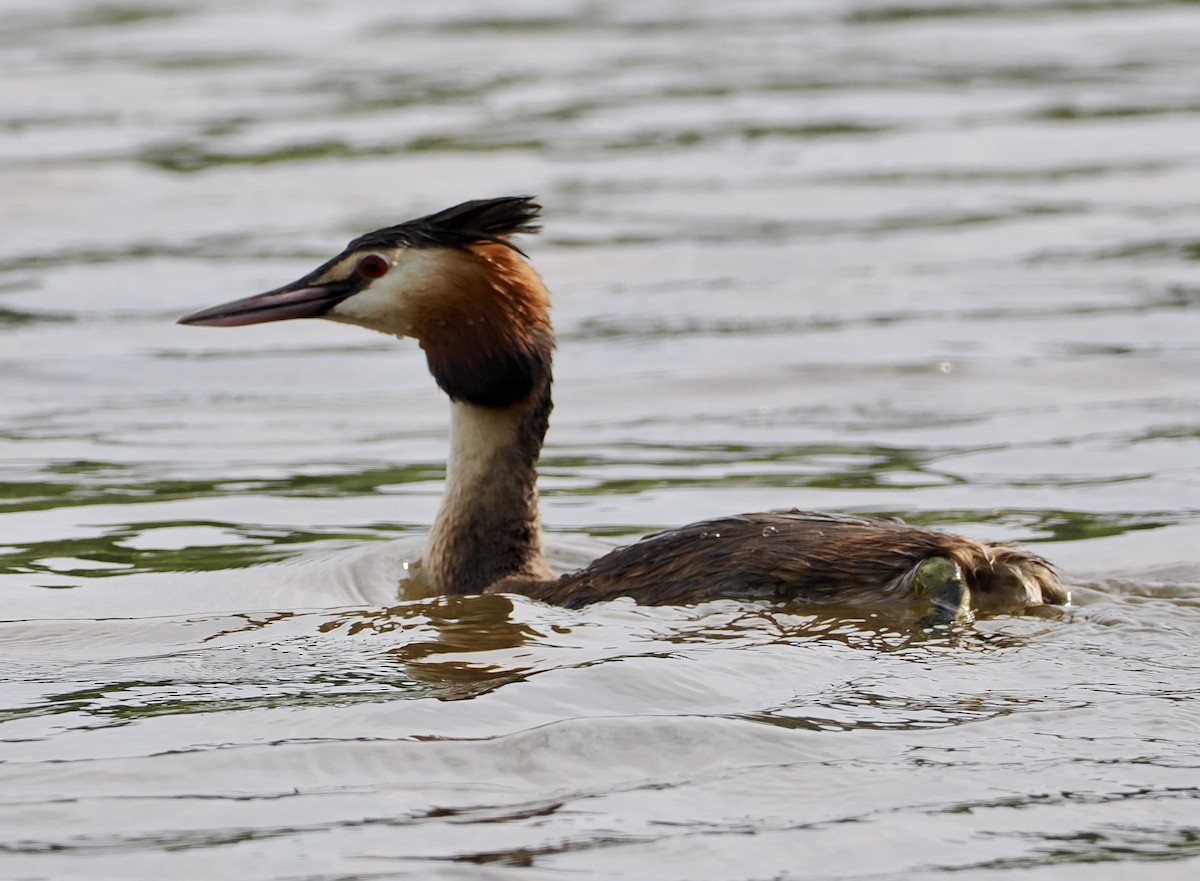 Great Crested Grebe - ML618894001