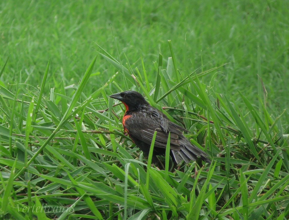 Red-breasted Meadowlark - Ivan Morales Vertel