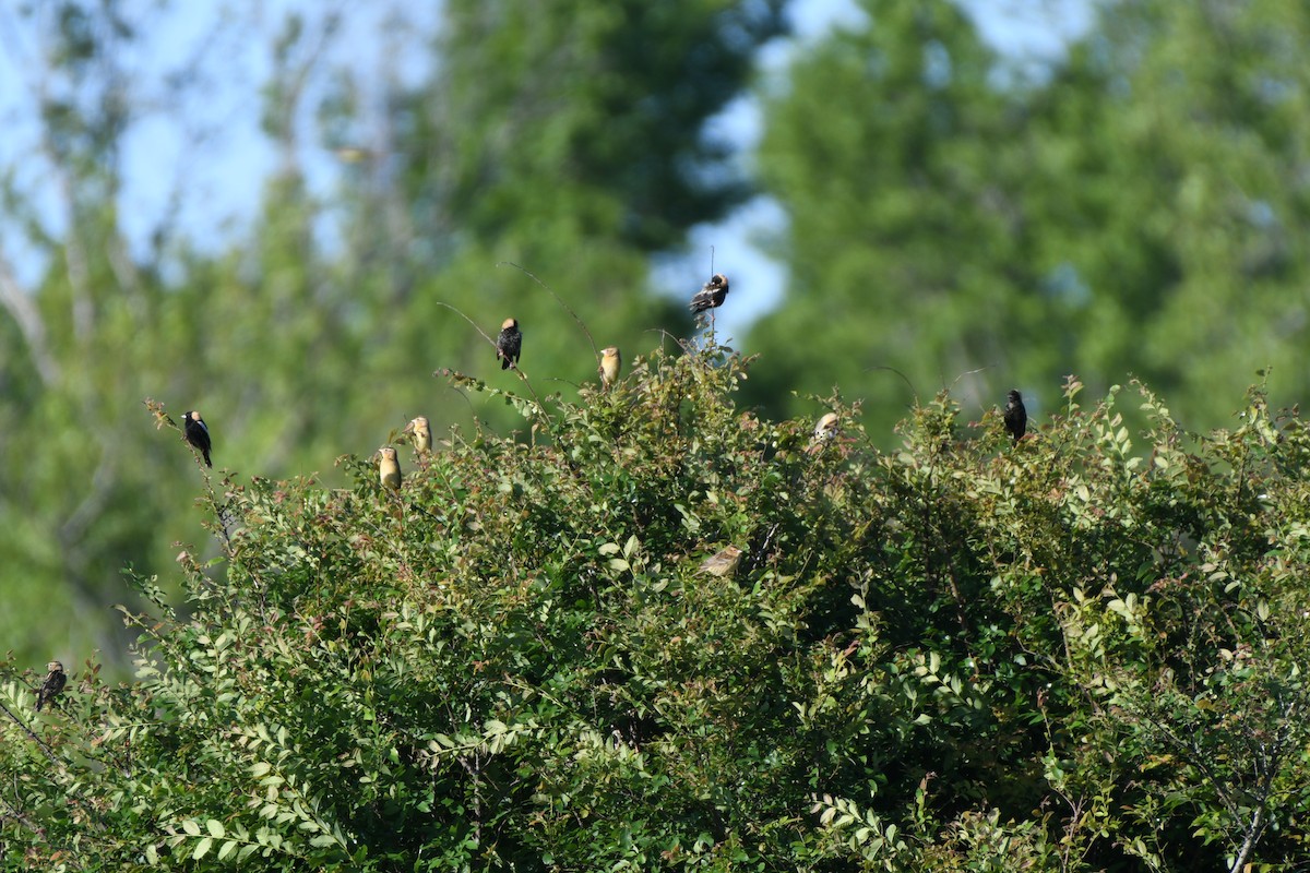 Bobolink - Rebekah Boan