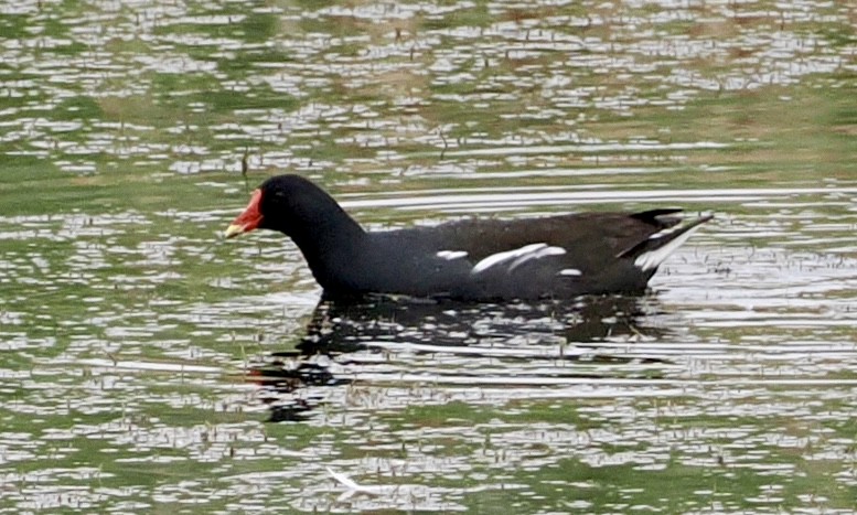 Eurasian Moorhen - ML618894015