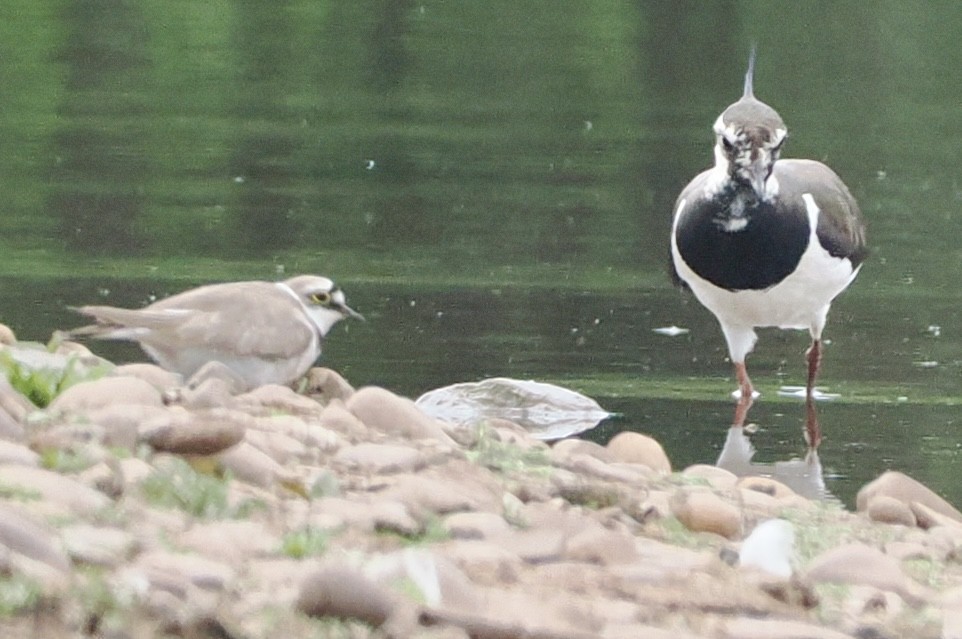 Little Ringed Plover - ML618894045