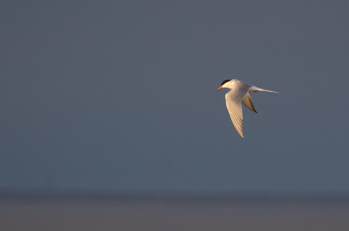Common Tern - Rowan Gibson