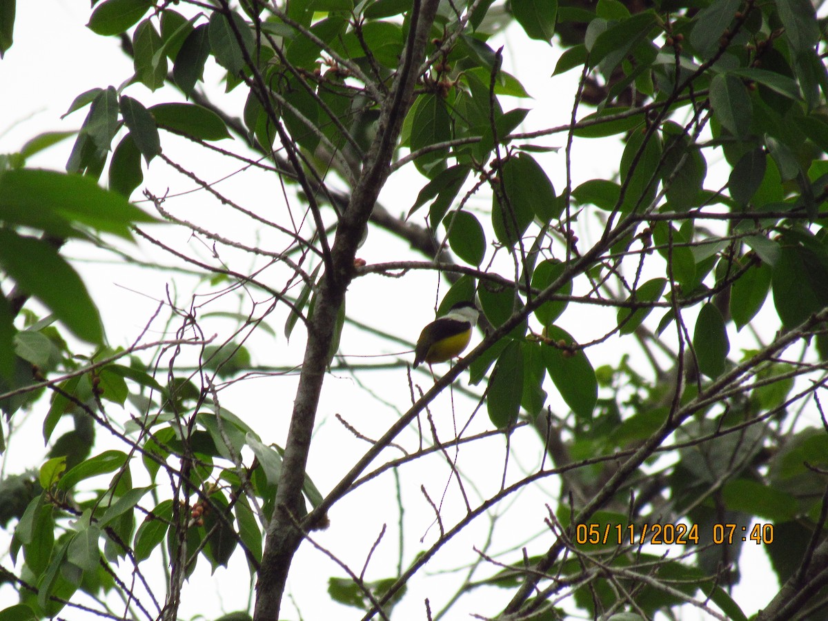 White-collared Manakin - Samuel Fairhurst