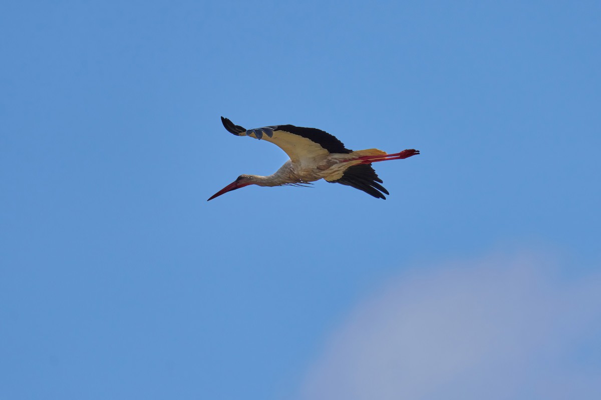 White Stork - Beata Milhano