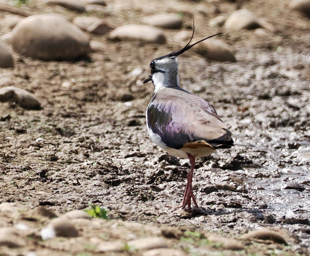 Northern Lapwing - ML618894074