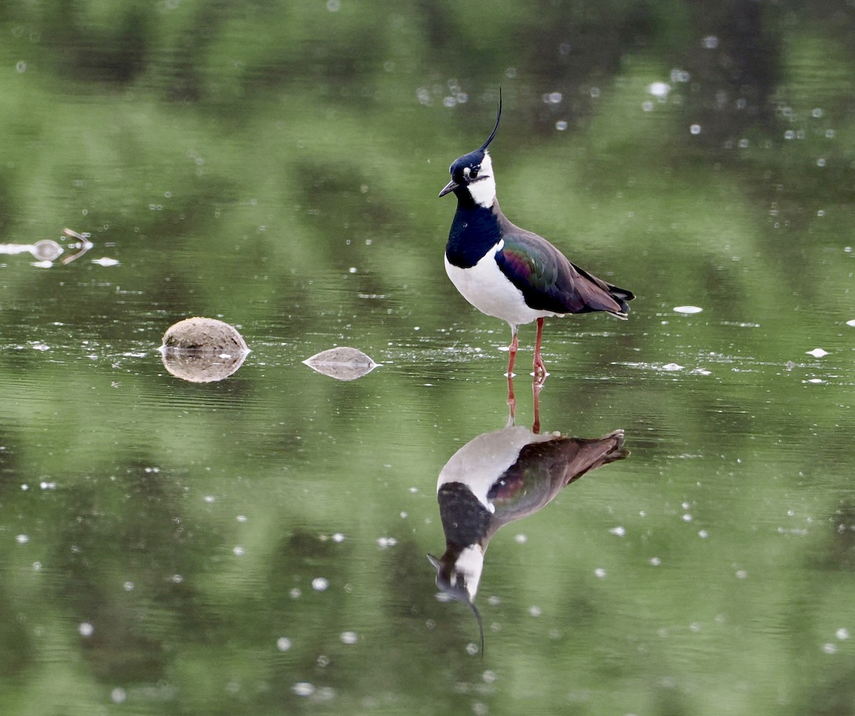 Northern Lapwing - Cheryl Cooper