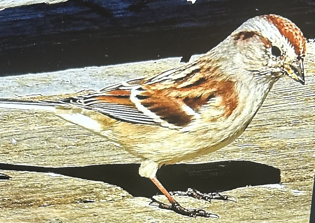 American Tree Sparrow - Sharon Butler