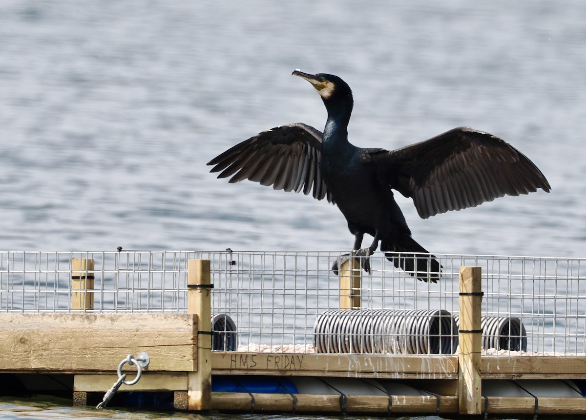 Great Cormorant - Cheryl Cooper