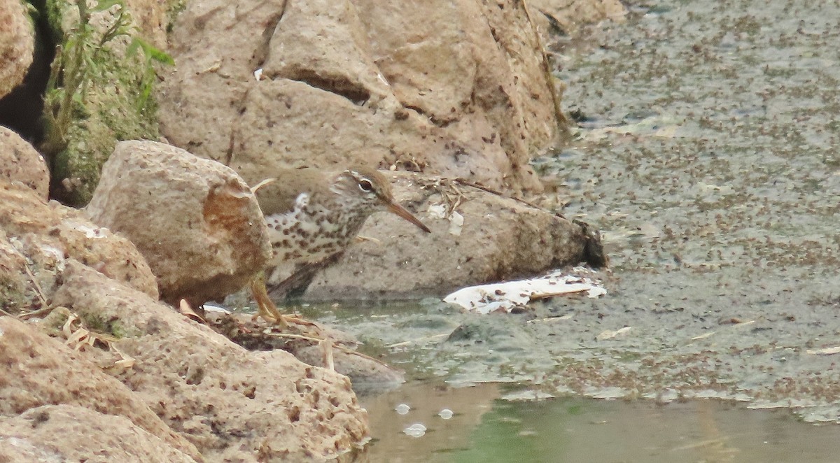 Spotted Sandpiper - Nic Zimmer